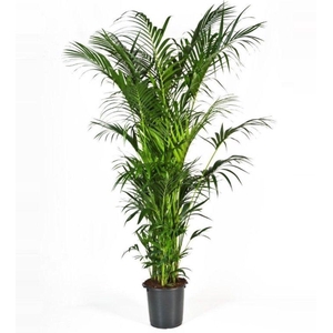 Howea forsteriana 300cm (Kentia)