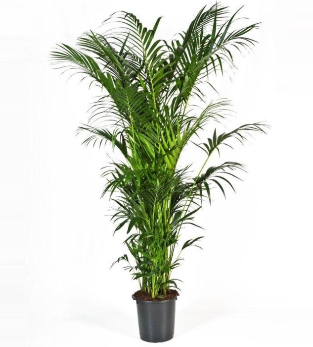 <h4>Howea forsteriana 320cm (Kentia)</h4>