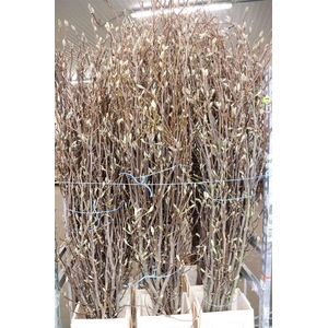 Magnolia Extra P Stem 2m