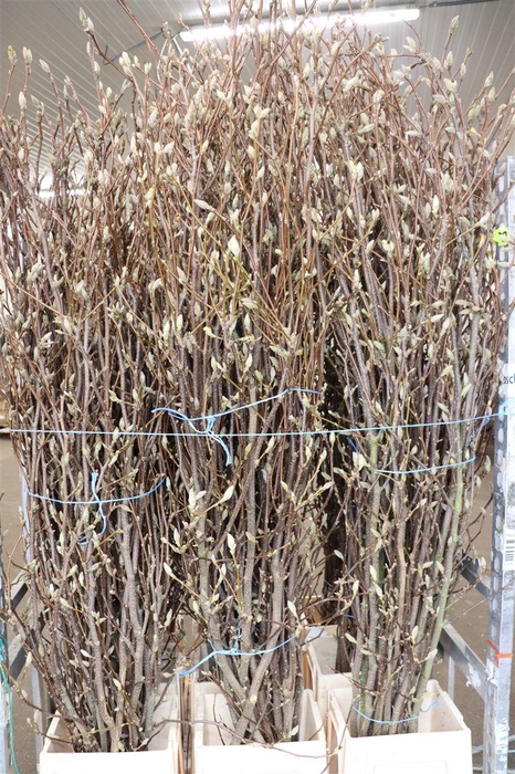 <h4>Magnolia Extra P Stem 2m</h4>