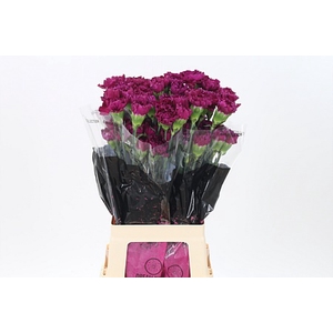 Di St Golem Purple