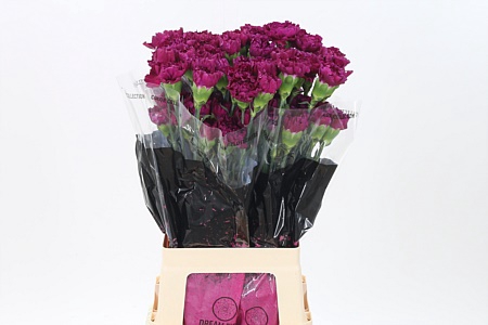 <h4>Di St Golem Purple</h4>