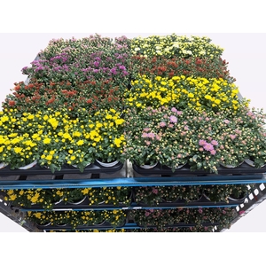 Chrys Paradiso Mixk 1 Kleur Per Tray