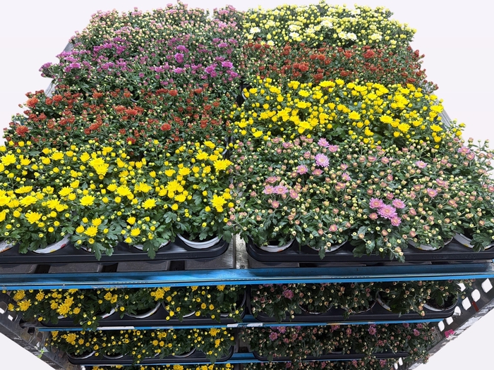 <h4>Chrys Paradiso Mixk 1 Kleur Per Tray</h4>
