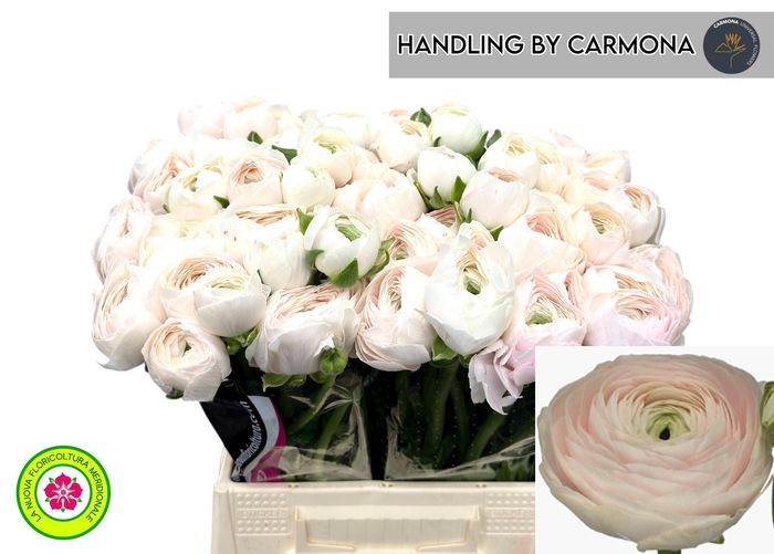 <h4>RAN SU HANOI</h4>