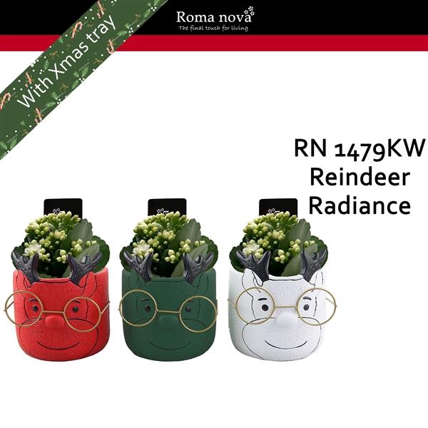 <h4>Arrangementen Kalanchoe 6%</h4>