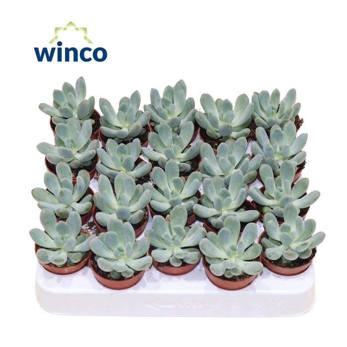 <h4>Pachyveria Clavifolia</h4>