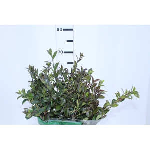 FOLHAGEM CAMELIA SASANQUA