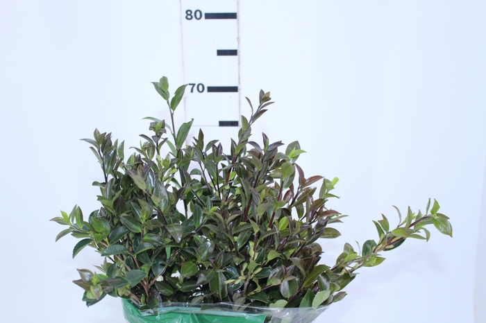 FOLHAGEM CAMELIA SASANQUA