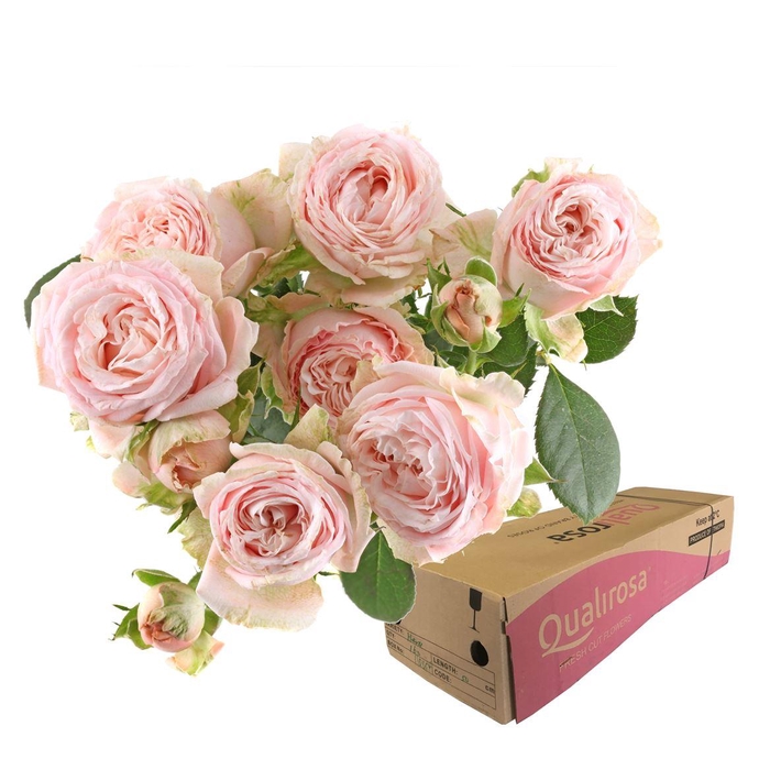 <h4>R Tr Bombastic -in box</h4>