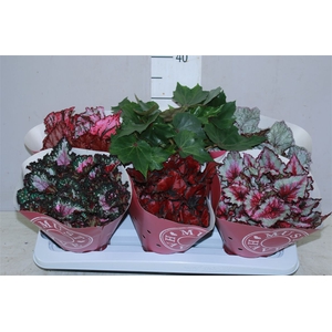 Begonia Blad Beleaf Gemengd