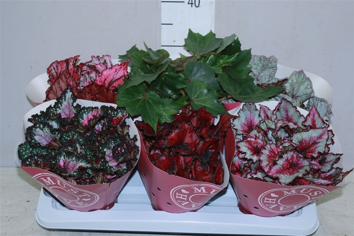 <h4>Begonia Blad Beleaf Gemengd</h4>