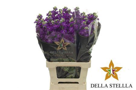 <h4>Matth Iron * Premium* Purple</h4>