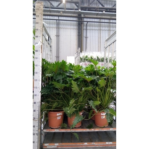 Philodendron xanadu