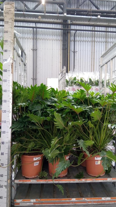 <h4>Philodendron xanadu</h4>