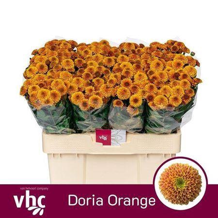 <h4>Chr San Doria Orange</h4>