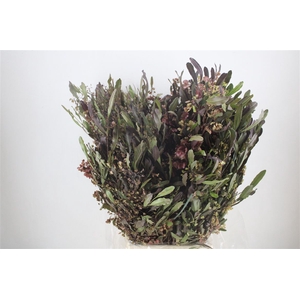 Dodonaea Viscosa P Bunch