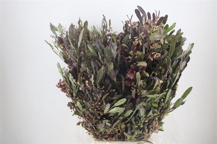 <h4>Dodonaea Viscosa P Bunch</h4>
