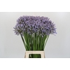 Agapanthus Silberpfeil