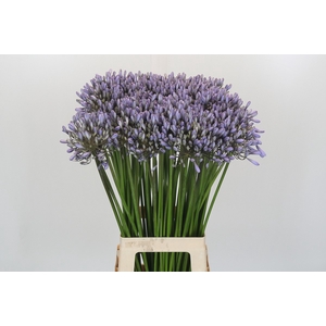 Agapanthus Silberpfeil