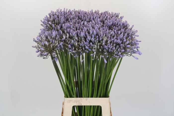 <h4>Agapanthus Silberpfeil</h4>