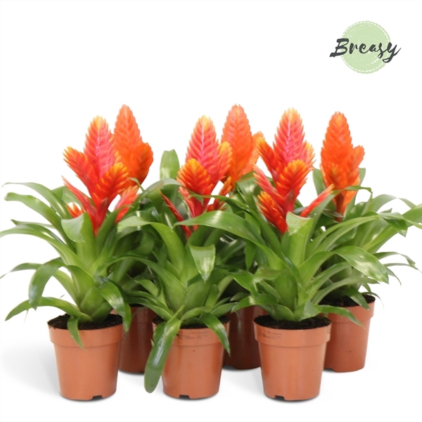 <h4>Vriesea Orange</h4>