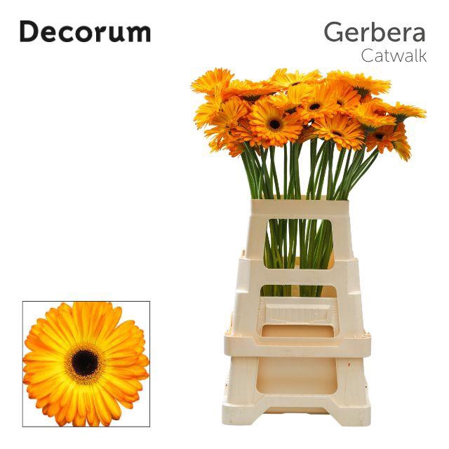 <h4>Gerbera Catwalk Water x40 Lang</h4>
