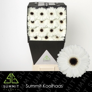 Gerbera White House Diamond per kaart