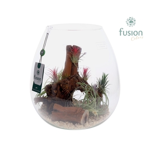 Green Bottle Abby XLarge met Tillandsia Air Plants