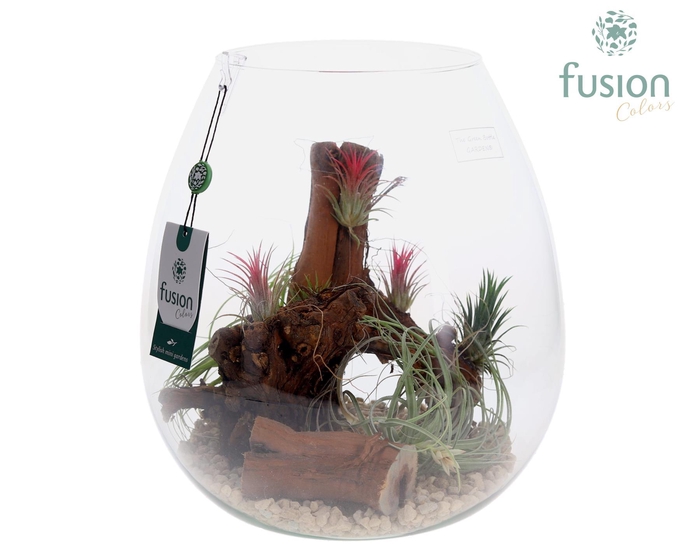 <h4>Green Bottle Abby XLarge met Tillandsia Air Plants</h4>