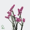 Limonium Crystal Pink