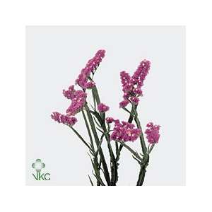 Limonium Crystal Pink