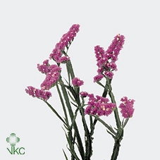 <h4>Limonium Crystal Pink</h4>
