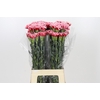 Dianthus St Cheerio
