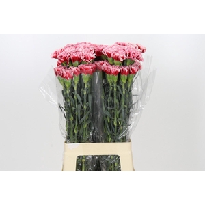 Dianthus St Cheerio