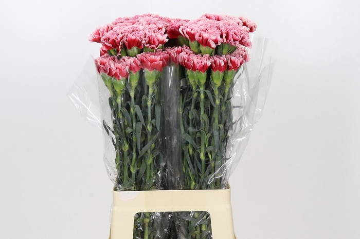 <h4>Dianthus St Cheerio</h4>
