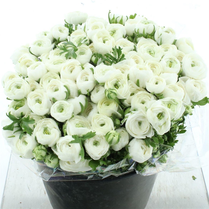 <h4>Ran El White Extra</h4>