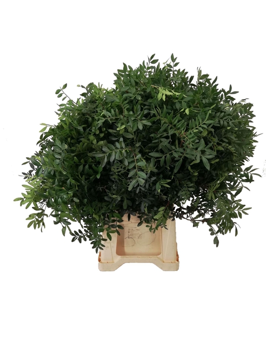 <h4>Pistacia ...blad /bos</h4>
