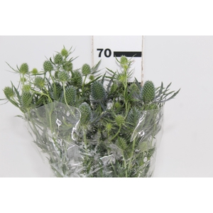 ERYNGIUM 070 CM