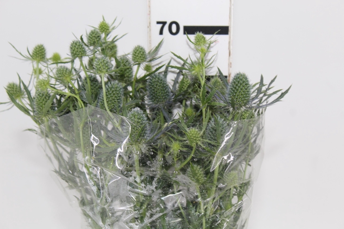 <h4>ERYNGIUM 070 CM</h4>