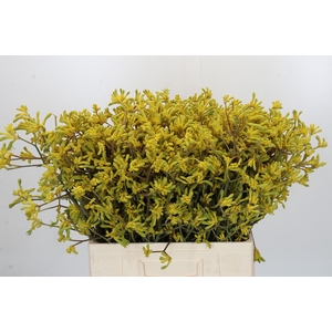 Anigozanthos Bush Down
