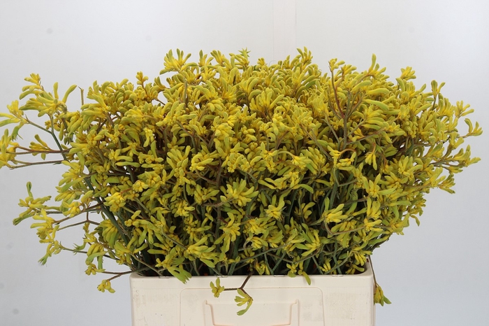 <h4>Anigozanthos Bush Down</h4>