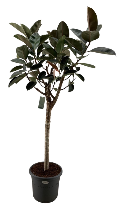 <h4>Ficus elastica 'Burgundy'</h4>