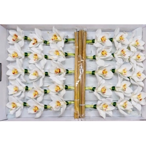 CYMB Stok 50 cm WHITE