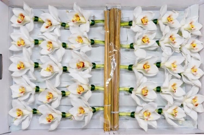 <h4>CYMB Stok 50 cm WHITE</h4>