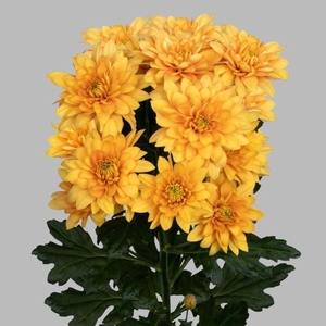 CHR T PASTELA ORANGE