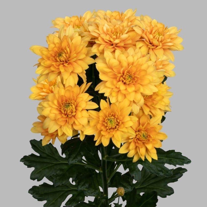 <h4>CHR T PASTELA ORANGE</h4>