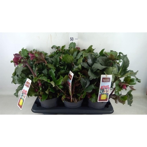 Helleborus   ...