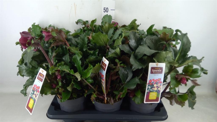 <h4>Helleborus   ...</h4>