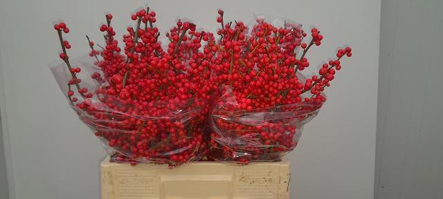 <h4>ILEX VE RODE BES</h4>